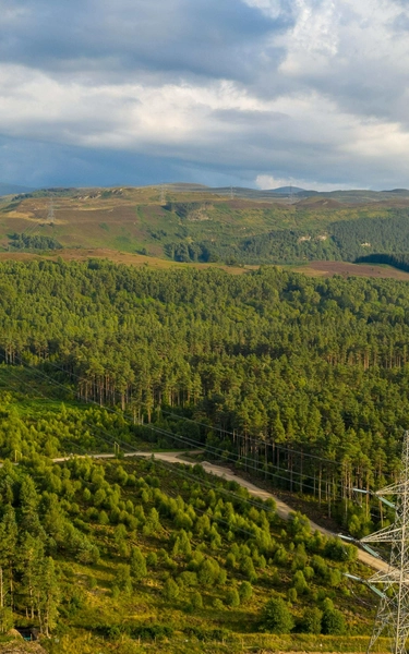 English forest with blue sky and pylons running throughout.